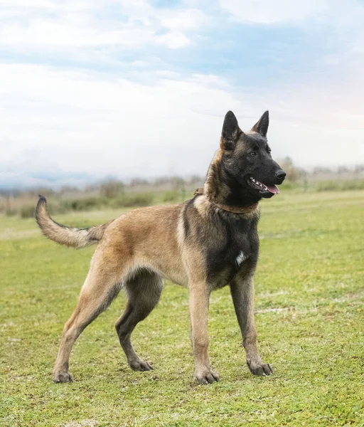 Young Belgian Shepherd Walking Nature — Stock Photo, Image