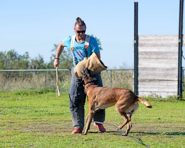 Jonge Belgische Herder Training Natuur Voor Veiligheid — Stockfoto