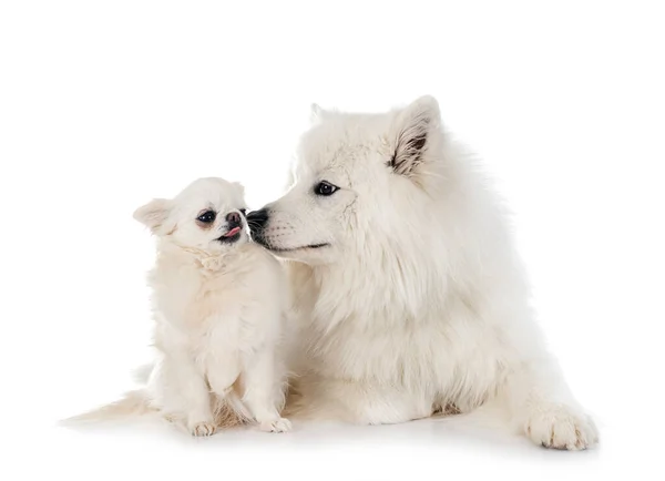 Samojeda Psa Chihuahua Przed Białym Tle — Zdjęcie stockowe