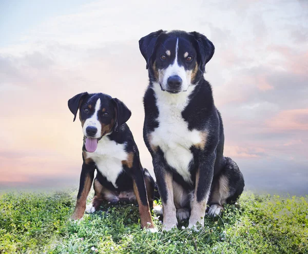 Cachorro Adulto Appenzeller Sennenhund Jugando Jardín —  Fotos de Stock