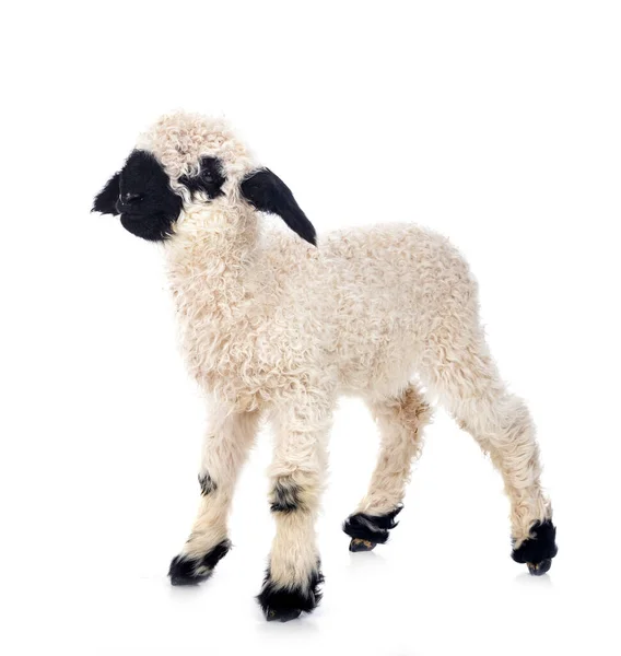 Lamb Valais Blacknose Front White Background — Stock Photo, Image