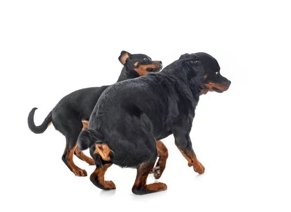 Cachorro Rottweiler Adulto Frente Fundo Branco — Fotografia de Stock