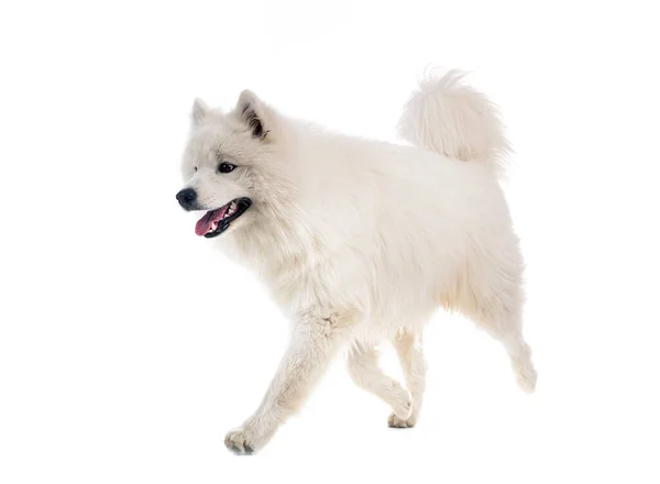 Самоед Собака Белом Фоне — стоковое фото