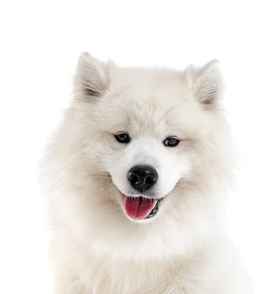 Samojeed Hond Voor Witte Achtergrond — Stockfoto
