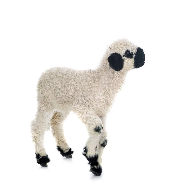 白い背景の前に子羊ヴァレー黒鼻 — ストック写真