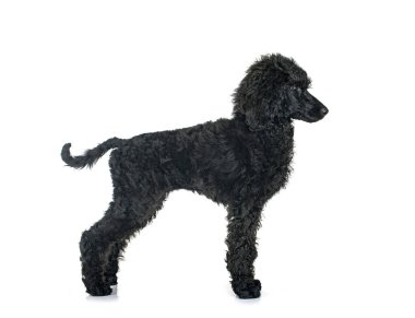 Beyaz arka planda köpek standart siyah kaniş