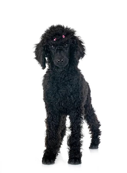 Standard Black Poodle Front White Background — Stock Photo, Image
