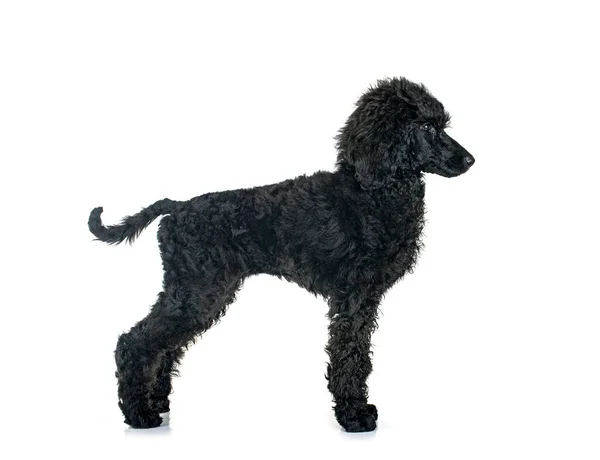Puppy Standaard Zwarte Poedel Voorkant Van Witte Achtergrond — Stockfoto