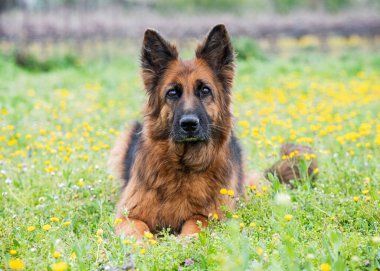 İtaat yarışması için yaşlı Alman çoban köpeği eğitimi