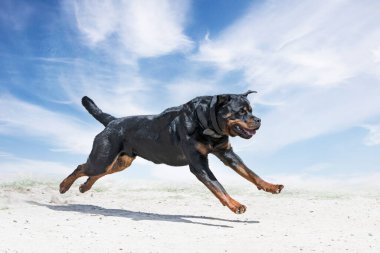 Genç Rottweiler koruma sporu ve polis eğitimi alıyor.