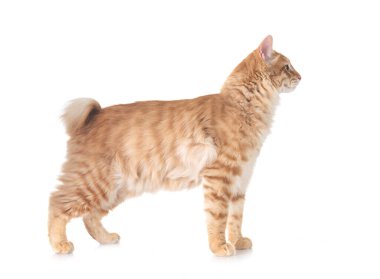 Genç Kurilian Kış Kuyruğu beyaz arkaplan önünde