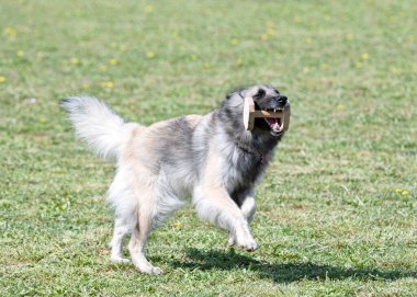 Genç Belçikalı çoban köpeği itaat yarışması için doğada eğitim görüyor.