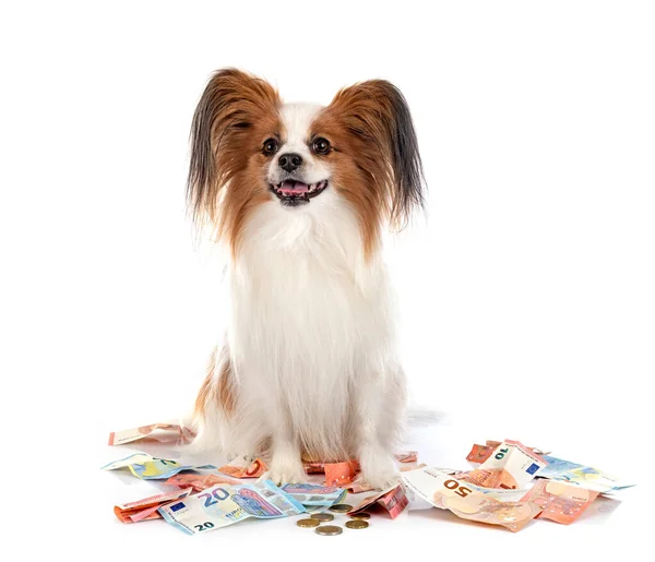 Сосочковая Собака Счета Белом Фоне — стоковое фото