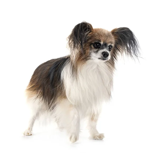 Papillon Hund Framför Vit Bakgrund — Stockfoto