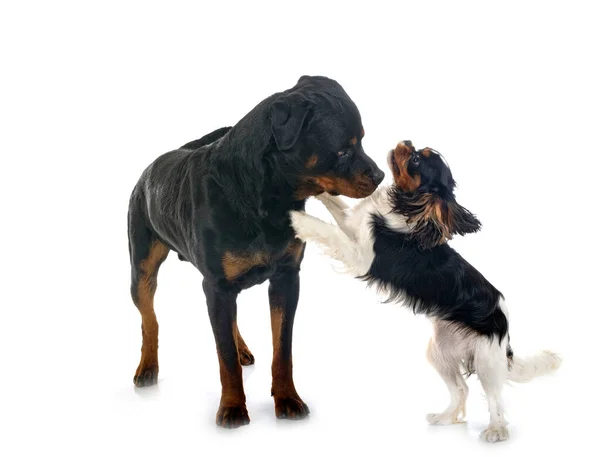 Cavalier King Charles Rottweiler Front White Background — Stock Photo, Image