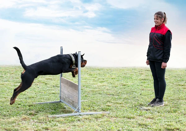 Γυναίκα Και Rottweiler Περπάτημα Στη Φύση Καλοκαίρι — Φωτογραφία Αρχείου