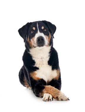 Yetişkin Appenzeller Sennenhund beyaz arkaplan önünde