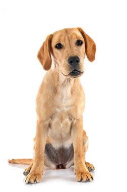Beyaz arka planda köpek yavrusu Labrador Retriever