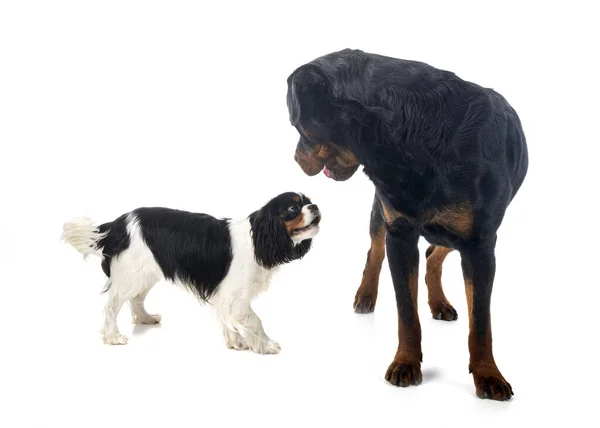 Cavalier King Charles Rottweiler Front White Background — Stock Photo, Image