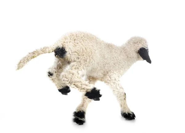 Lamb Valais Blacknose Front White Background Focus Head — Stock Photo, Image