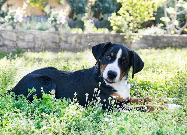 Cachorro Appenzeller Sennenhund Jogando Jardim — Fotografia de Stock