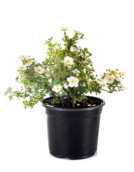 Rosa Pimpinellifolia Depan Latar Belakang Putih — Stok Foto