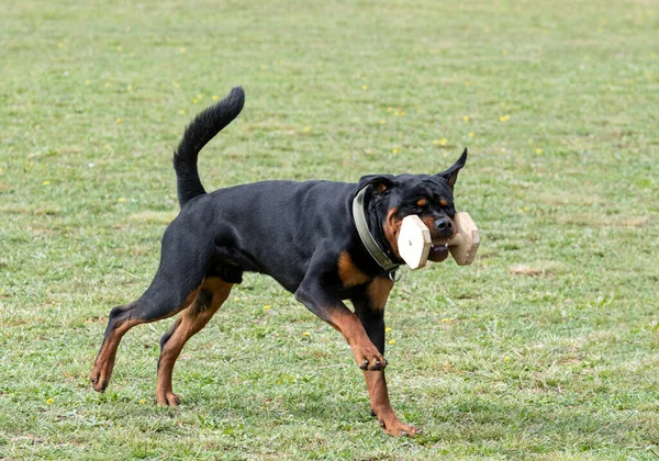 年轻的Rottweiler训练本质上的安全性以捕获对象 — 图库照片