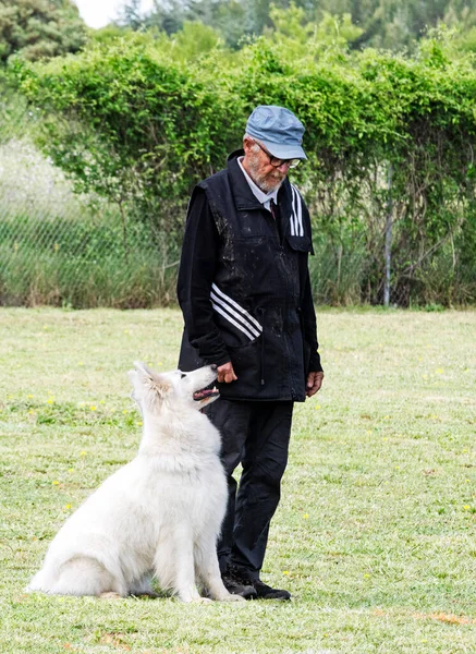 瑞士白牧羊犬和主人在竞争服从 — 图库照片