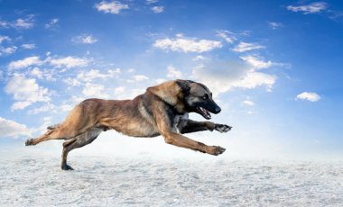 Genç Belçikalı çoban köpeği doğada güvenlik eğitimi alıyor.