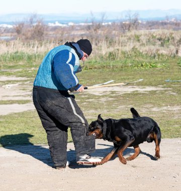 Genç Rottweiler koruma sporu ve polis eğitimi alıyor.