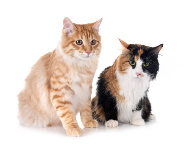 Beyaz arkaplan önünde genç Kurilian Kısakuyrukları