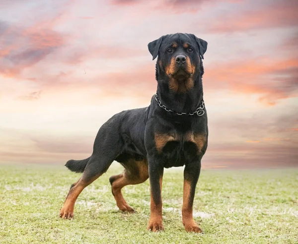 Young Rottweiler Stayingin Nature Summer — Photo