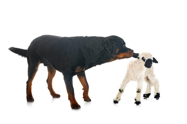 Cordeiro Valais Blacknose Rottweiler Frente Fundo Branco — Fotografia de Stock