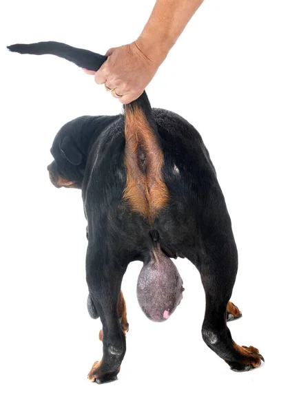 Rottweiler Tumor Front White Background — Stock Photo, Image