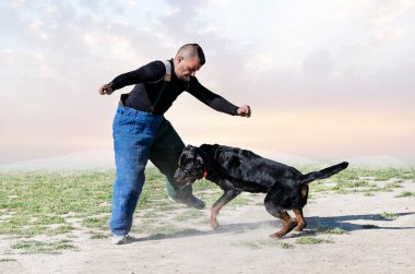 Genç Rottweiler koruma sporu ve polis eğitimi alıyor.