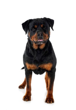 Beyaz arkaplan önünde safkan rottweiler