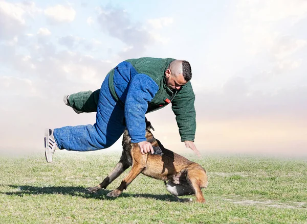 Young Belgian Shepherd Training Nature Security — Stock Photo, Image
