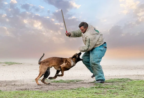 Fiatal Belgiumi Pásztor Képzés Biztonság Természetéről — Stock Fotó