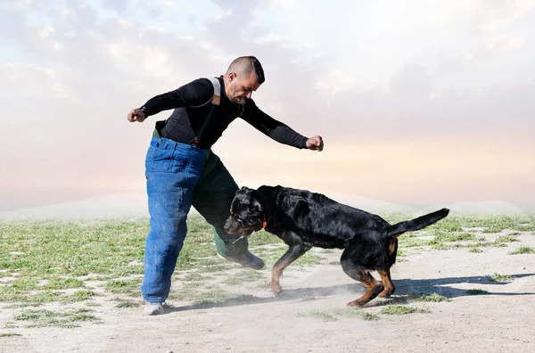 Formação Jovens Rottweiler Para Esporte Proteção Polícia — Fotografia de Stock