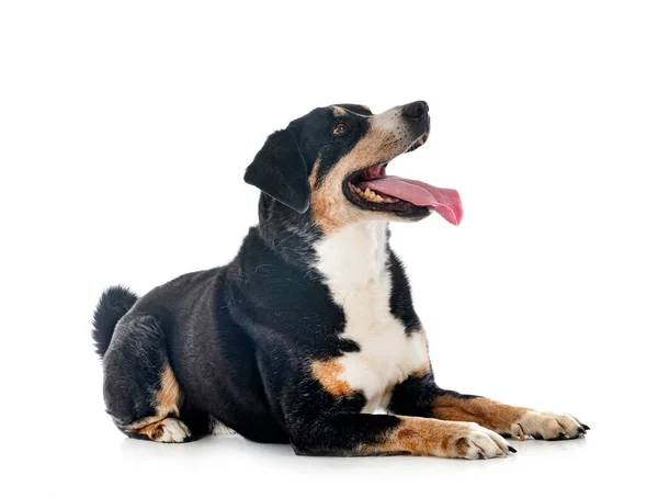 Adult Appenzeller Sennenhund Front White Background — Stock Photo, Image