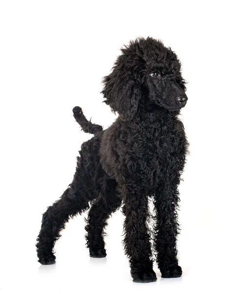 Puppy Standard Black Poodle Front White Background — Stock Photo, Image