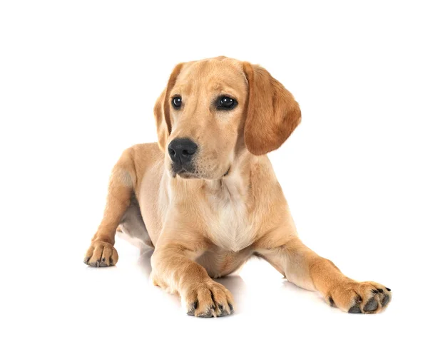 Puppy Labrador Retriever Voorkant Van Witte Achtergrond — Stockfoto