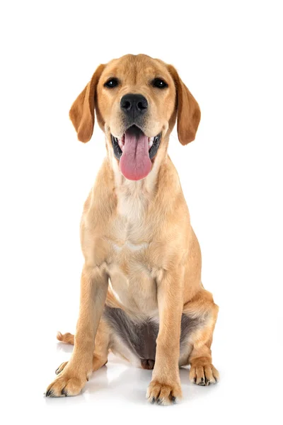 Cachorro Labrador Retriever Delante Fondo Blanco —  Fotos de Stock