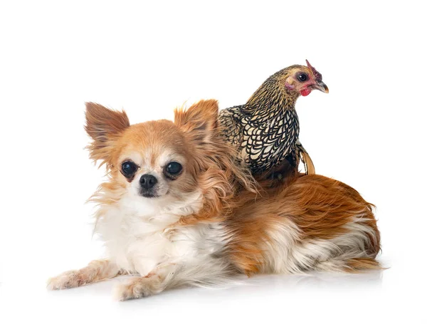 Beyaz Arka Planda Parlak Tavuk Köpek — Stok fotoğraf