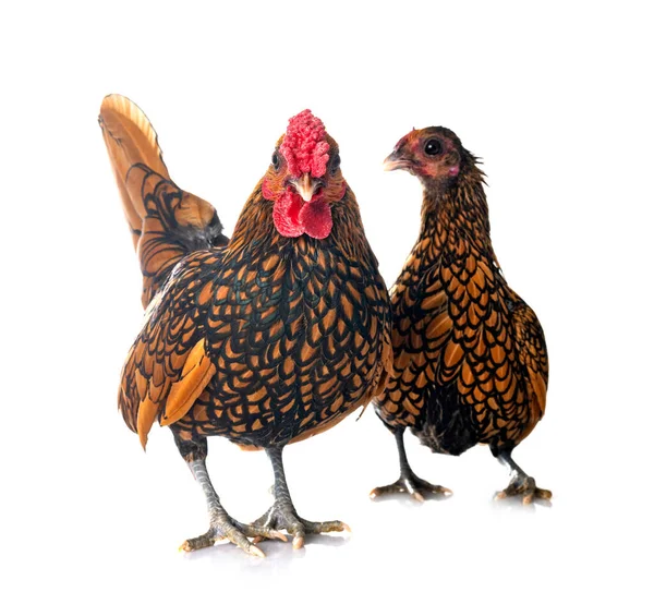 Sebright Kyckling Framför Vit Bakgrund — Stockfoto
