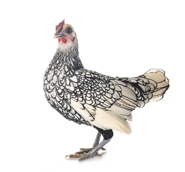 Sebright Κοτόπουλο Μπροστά Από Λευκό Φόντο — Φωτογραφία Αρχείου