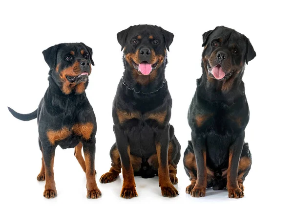 Rasowe Rottweilery Przed Białym Tle — Zdjęcie stockowe
