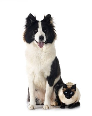 Beyaz arkaplan önünde Fince Lapphund ve kedi