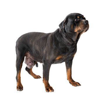 rottweiler tumor in front of white background clipart