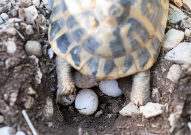 Eggs  of a Hermanns tortoise, Testudo hermanni clipart